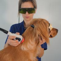 mvet veterinary laser device application 0
